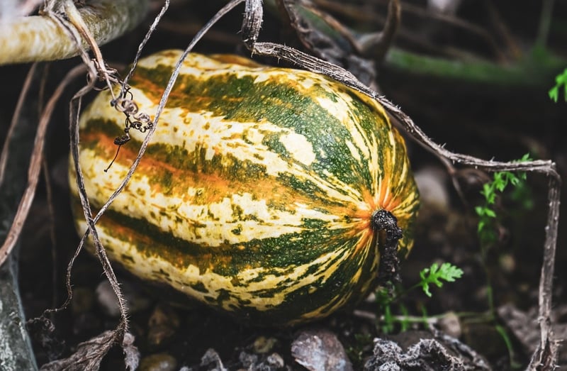 Earthy Ornaments