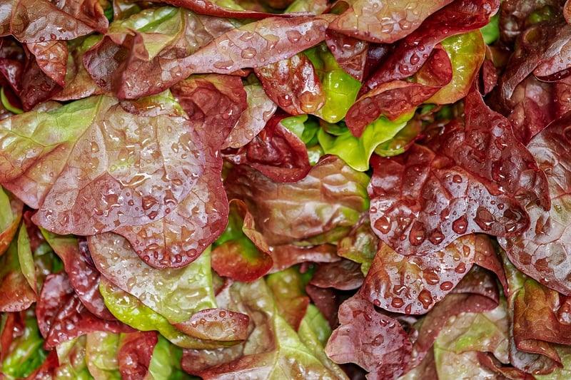 Foraged Salad with Wild Berries